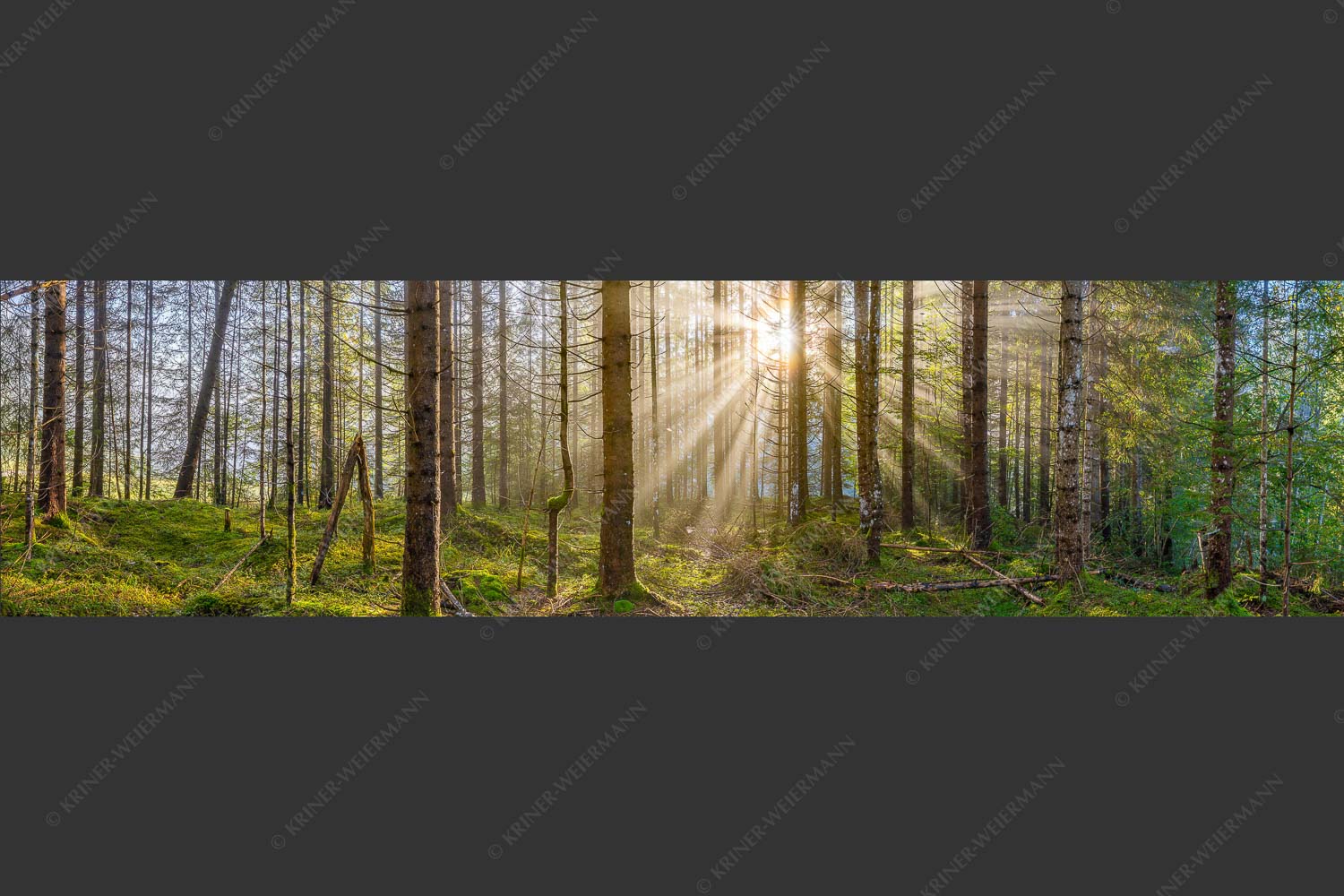 Mystischer Herbstwald im Morgenlicht mit Nebel und Sonnenstrahlen - Waldleuchten 4:1  -- Streiflicht Herbstwald - mehr Infos bei www.Kriner-Weiermann.de