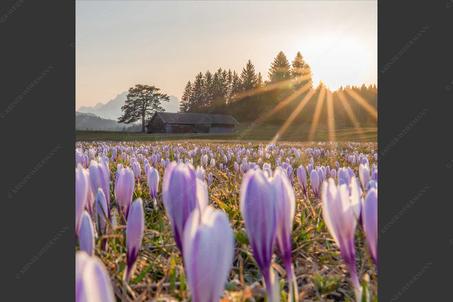 Krokusse im Abendlicht bei Krün - Wenn der Sommer nicht mehr weit ist 1:1  -- Krokuswiese mit Wettersteingebirge - mehr Infos bei www.Kriner-Weiermann.de