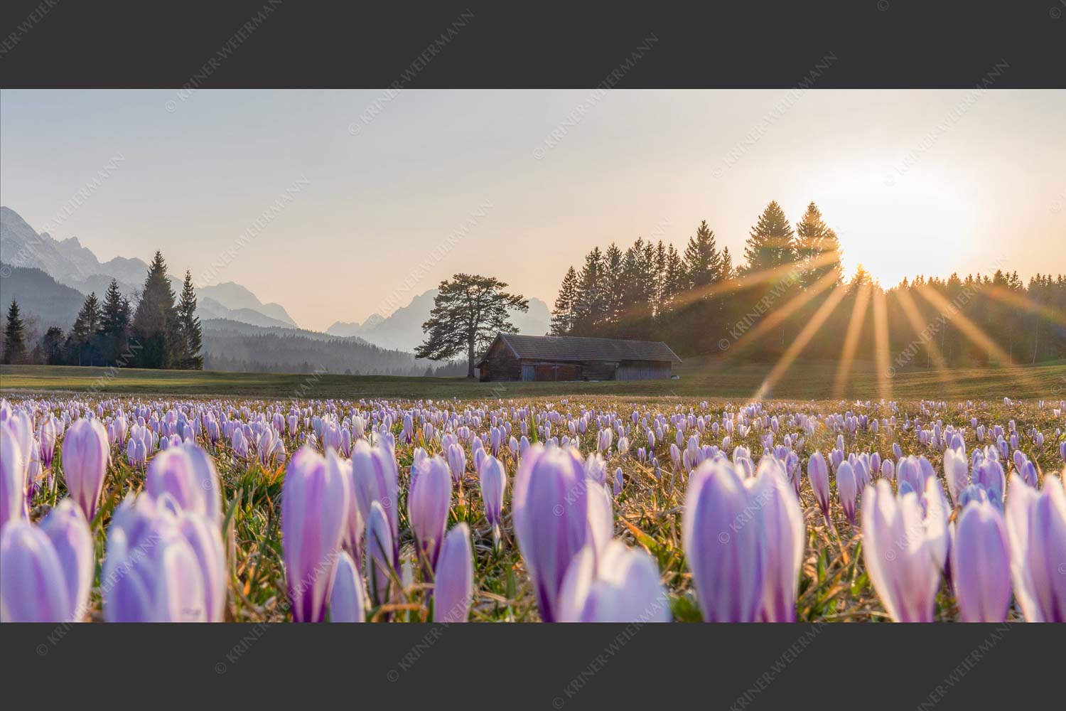 Krokusse im Abendlicht bei Krün - Wenn der Sommer nicht mehr weit ist 2:1  -- Krokuswiese mit Wettersteingebirge - mehr Infos bei www.Kriner-Weiermann.de