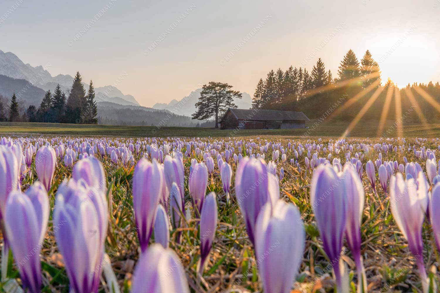 Krokusse im Abendlicht bei Krün - Wenn der Sommer nicht mehr weit ist 3:2  -- Krokuswiese mit Wettersteingebirge - mehr Infos bei www.Kriner-Weiermann.de