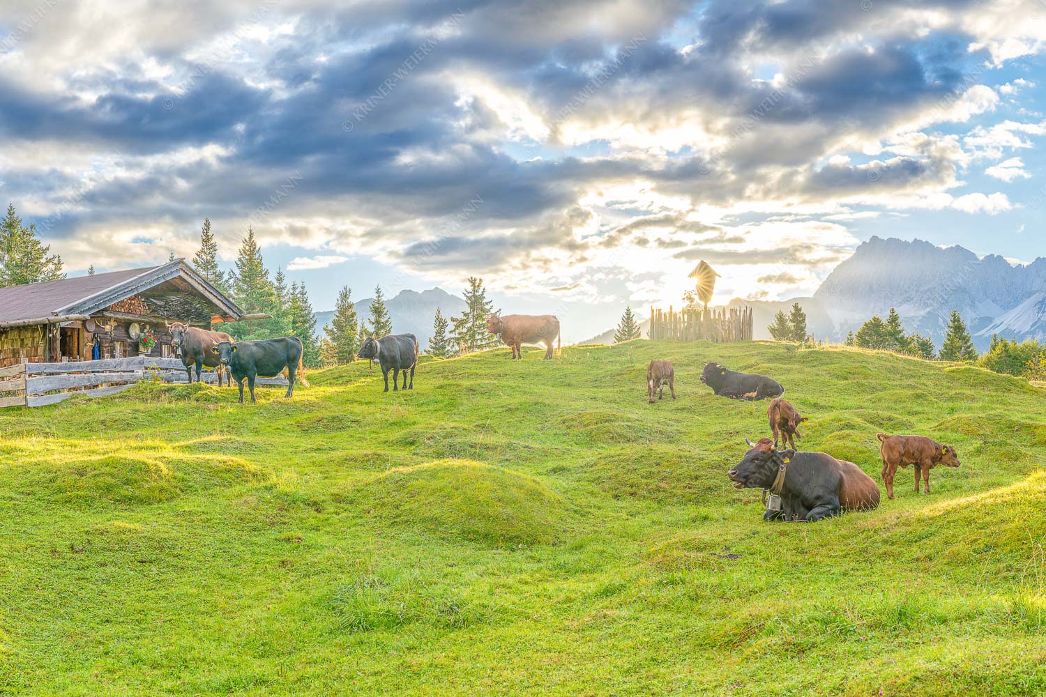 Friedliche Almwiese bei Mittenwald mit Karwendel im Morgenlicht - Oimarisch 3:2  -- Mittenwald Buckelwiesen Alm - mehr Infos bei www.Kriner-Weiermann.de
