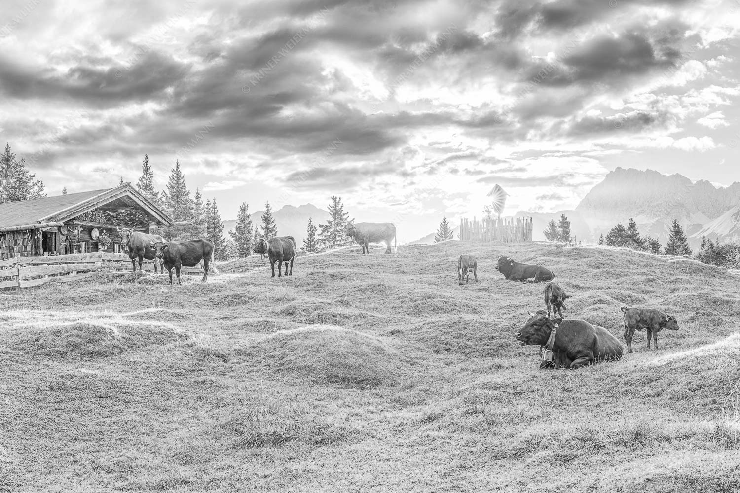 Friedliche Almwiese bei Mittenwald mit Karwendel im Morgenlicht - Oimarisch 3:2 sw -- Mittenwald Buckelwiesen Alm - mehr Infos bei www.Kriner-Weiermann.de