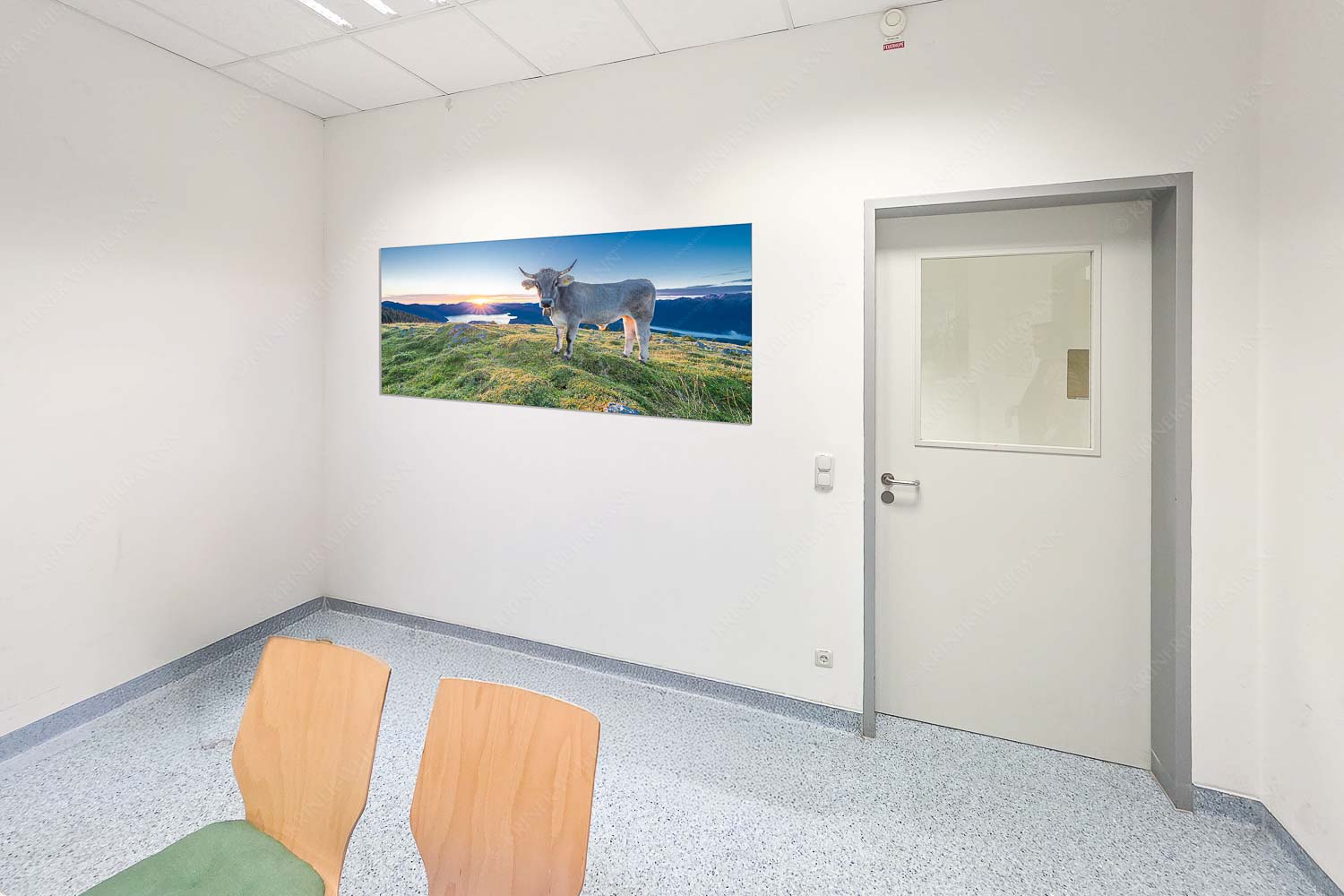 Tiroler Grauvieh auf der Sommerweide am Simetsberg im Estergebirge - Raum 043-073 Neugier-Almvieh am Simetsberg 2:1 - mehr Infos bei www.Kriner-Weiermann.de