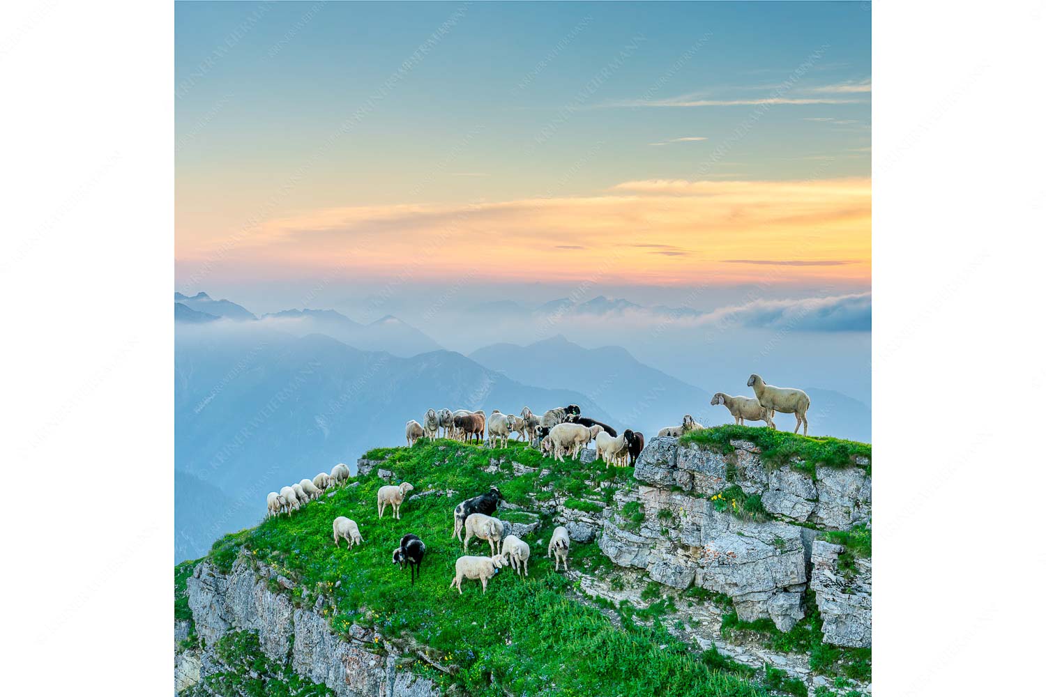 Bergschafe am Schafreiter im Karwendel bei Sonnenuntergang - Alle Schäfchen beisammen II_1zu1 - mehr Infos bei www.Kriner-Weiermann.de