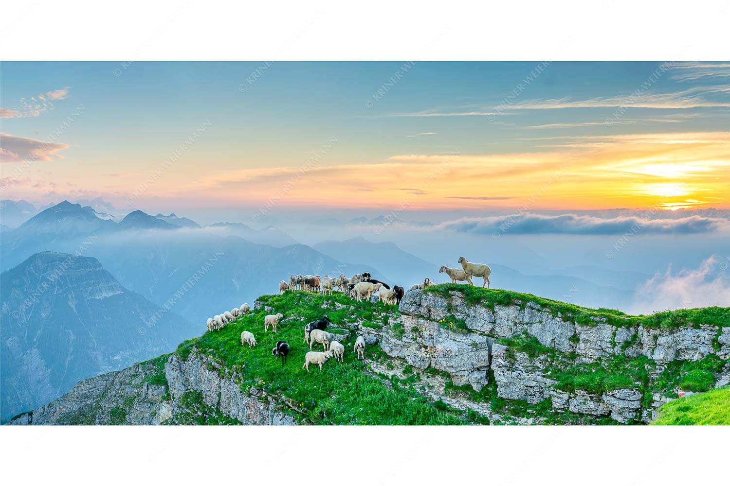 Bergschafe am Schafreiter im Karwendel bei Sonnenuntergang - Alle Schäfchen beisammen II_2zu1 - mehr Infos bei www.Kriner-Weiermann.de