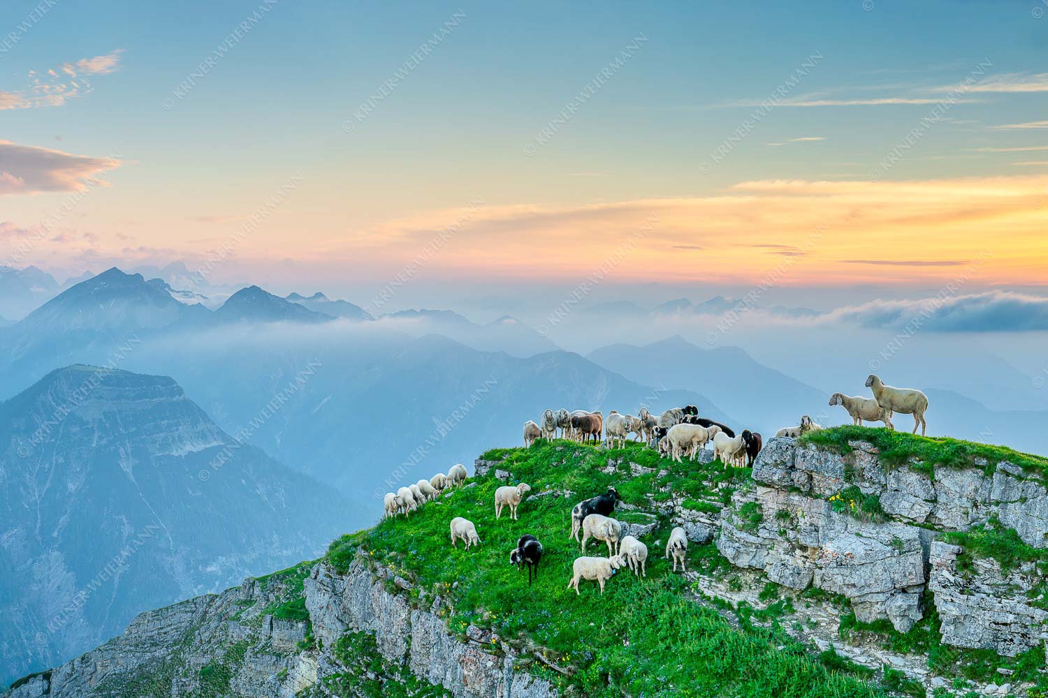 Bergschafe am Schafreiter im Karwendel bei Sonnenuntergang - Alle Schäfchen beisammen II_3zu2 - mehr Infos bei www.Kriner-Weiermann.de