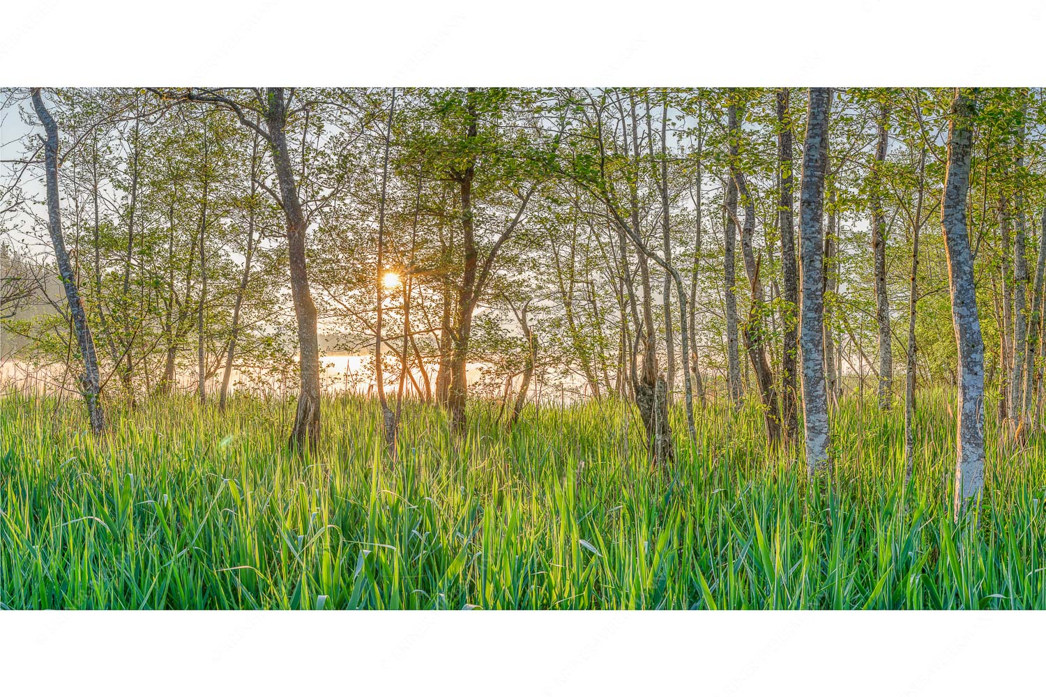 Die meisten Uferregionen am Barmsee bieten noch eine unberührte und unzugängliche Natur - Natur pur_2zu1 - mehr Infos bei www.Kriner-Weiermann.de