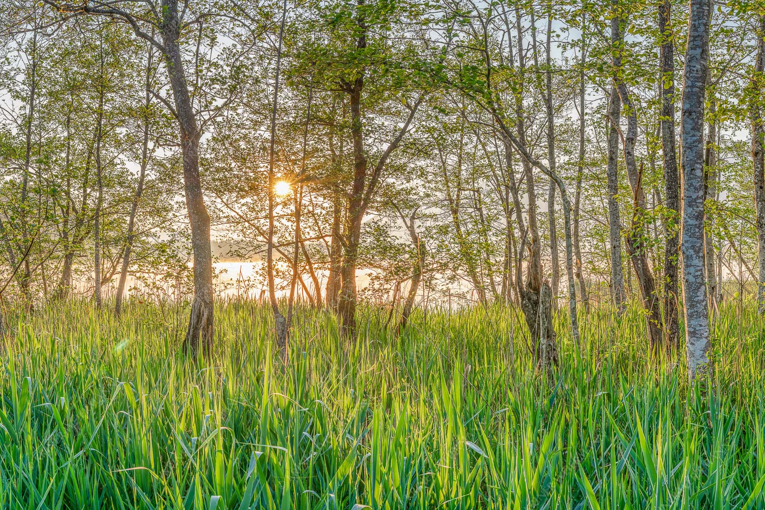 Die meisten Uferregionen am Barmsee bieten noch eine unberührte und unzugängliche Natur - Natur pur_3zu2 - mehr Infos bei www.Kriner-Weiermann.de