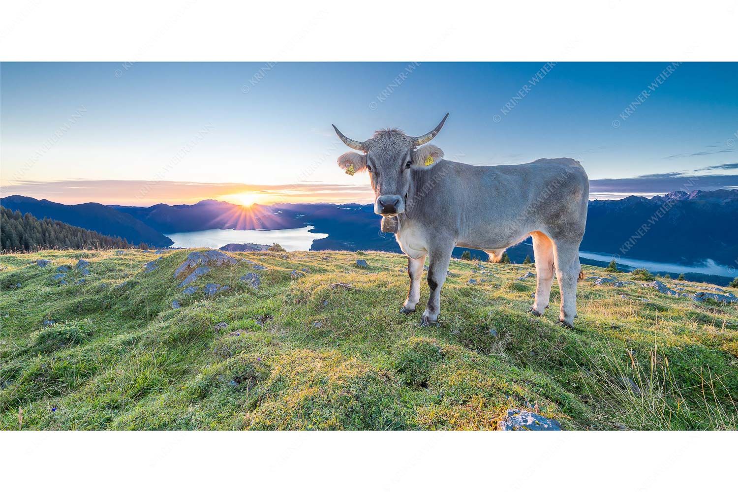 Tiroler Grauvieh auf der Sommerweide am Simetsberg im Estergebirge - Neugier_2zu1 - mehr Infos bei www.Kriner-Weiermann.de