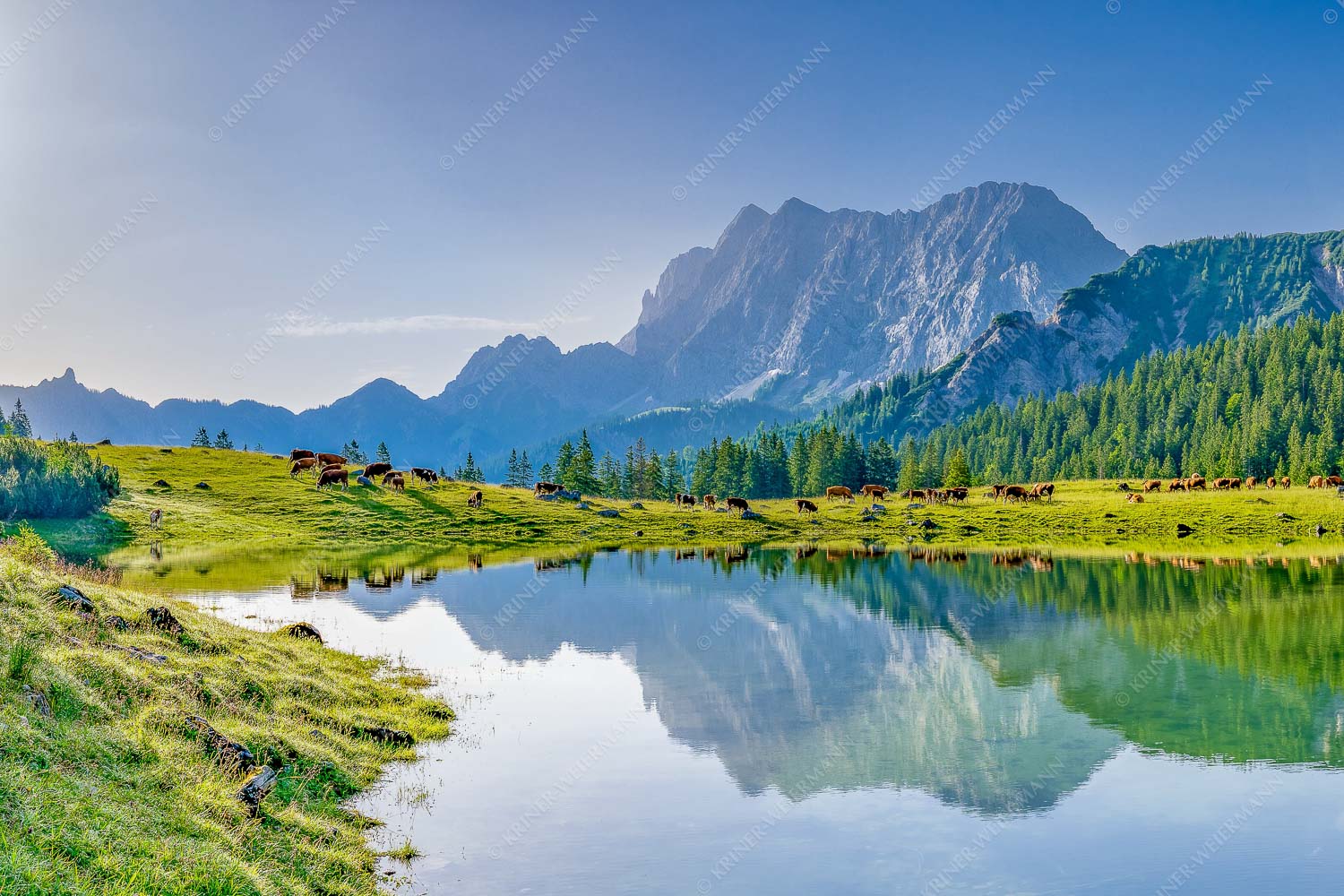 Almsommer auf der Fereineralm im Karwendelgebirge - Almfrieden 3:2  -- Almvieh im Karwendel - mehr Infos bei www.Kriner-Weiermann.de