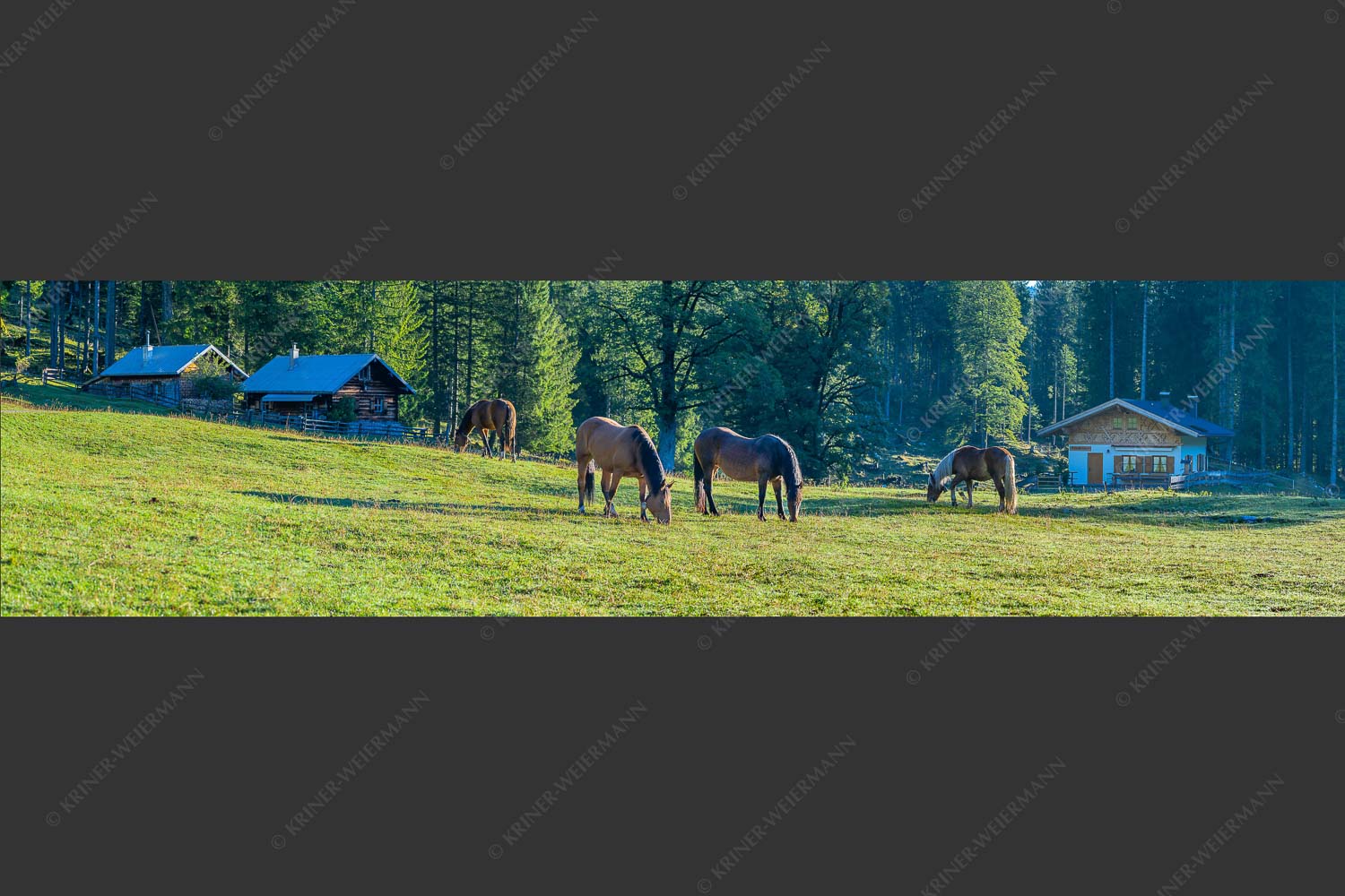 Pferde auf der Brandlealm im Karwendelgebirge - Almharmonie II 4:1  -- Pferde Brandlealm Karwendel - mehr Infos bei www.Kriner-Weiermann.de