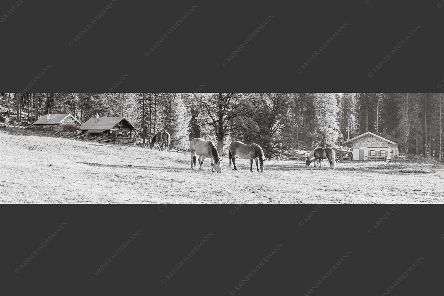 Pferde auf der Brandlealm im Karwendelgebirge - Almharmonie II 4:1 sw -- Pferde Brandlealm Karwendel - mehr Infos bei www.Kriner-Weiermann.de