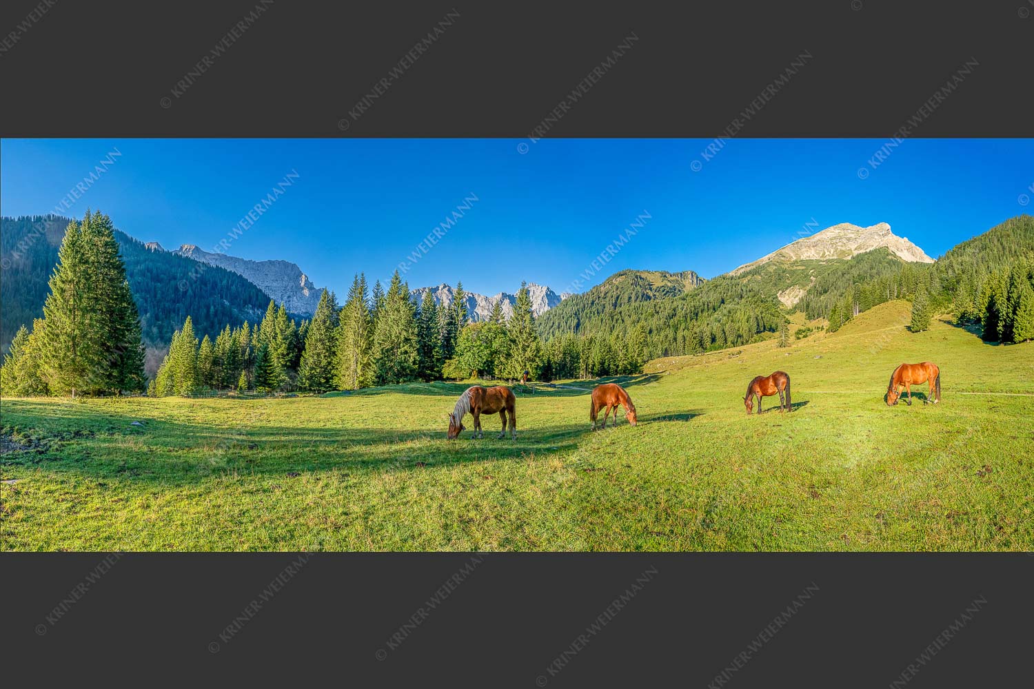 Pferde auf der Brandlealm mit Soiernspitze und Karwendelgebirge - Almharmonie 2,5:1  -- Pferde Brandlealm Karwendel - mehr Infos bei www.Kriner-Weiermann.de