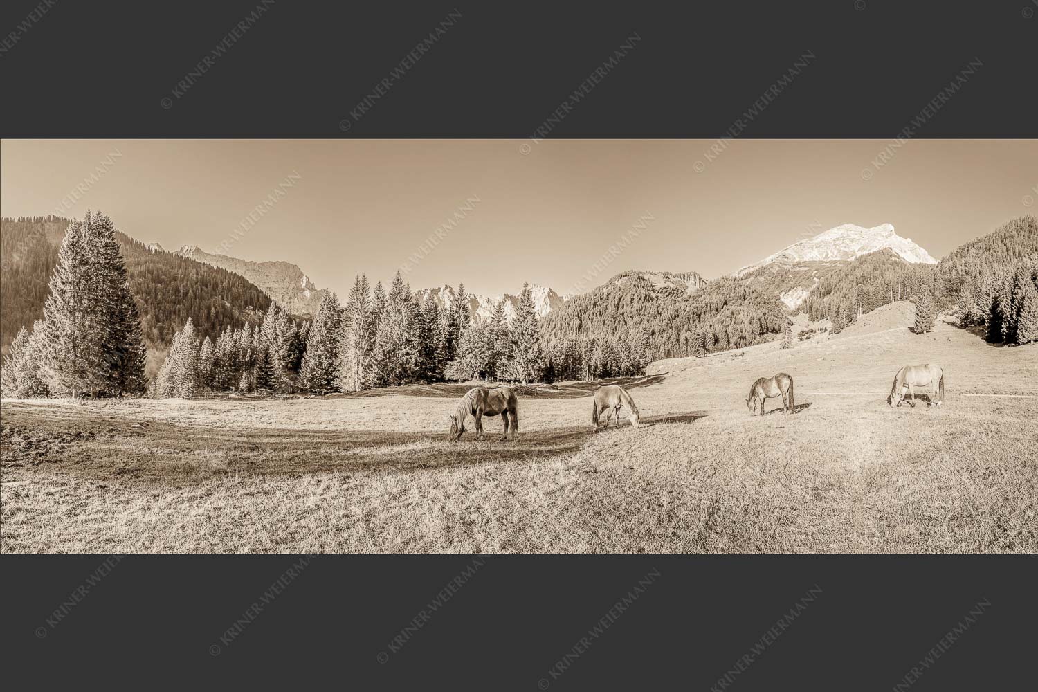 Pferde auf der Brandlealm mit Soiernspitze und Karwendelgebirge - Almharmonie 2,5:1 sepia -- Pferde Brandlealm Karwendel - mehr Infos bei www.Kriner-Weiermann.de