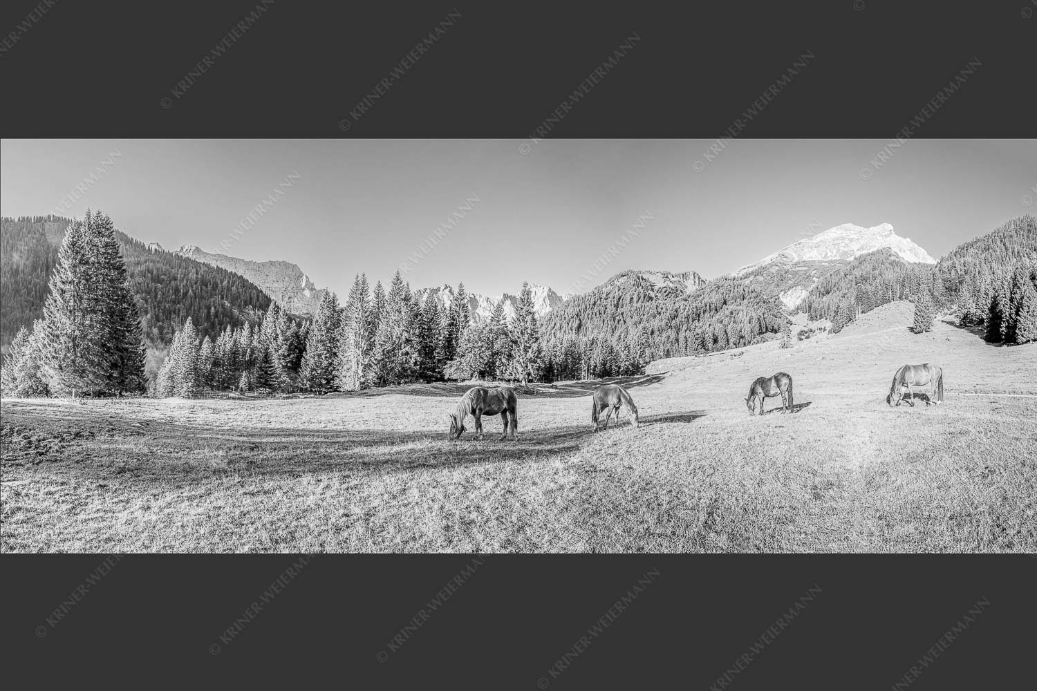 Pferde auf der Brandlealm mit Soiernspitze und Karwendelgebirge - Almharmonie 2,5:1 sw -- Pferde Brandlealm Karwendel - mehr Infos bei www.Kriner-Weiermann.de