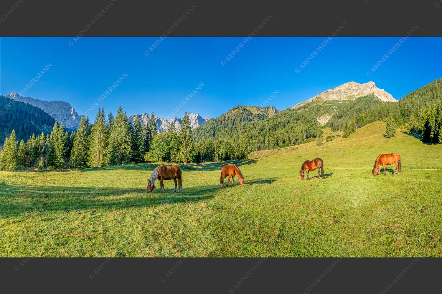 Pferde auf der Brandlealm mit Soiernspitze und Karwendelgebirge - Almharmonie 2:1  -- Pferde Brandlealm Karwendel - mehr Infos bei www.Kriner-Weiermann.de
