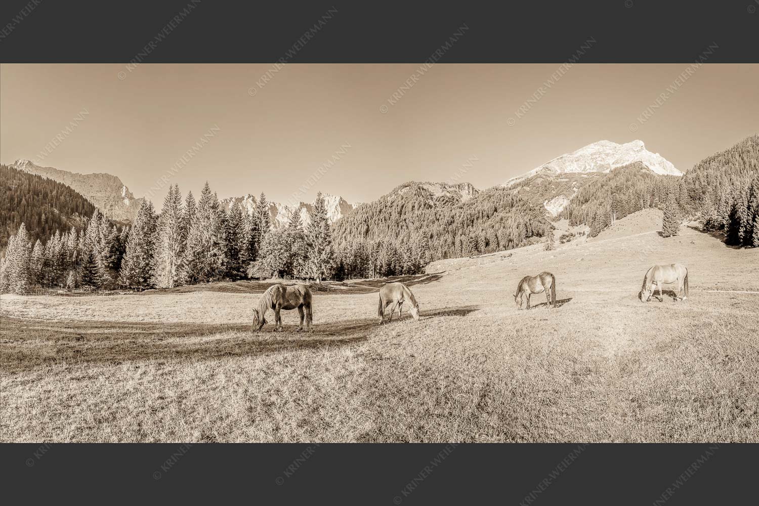 Pferde auf der Brandlealm mit Soiernspitze und Karwendelgebirge - Almharmonie 2:1 sepia -- Pferde Brandlealm Karwendel - mehr Infos bei www.Kriner-Weiermann.de