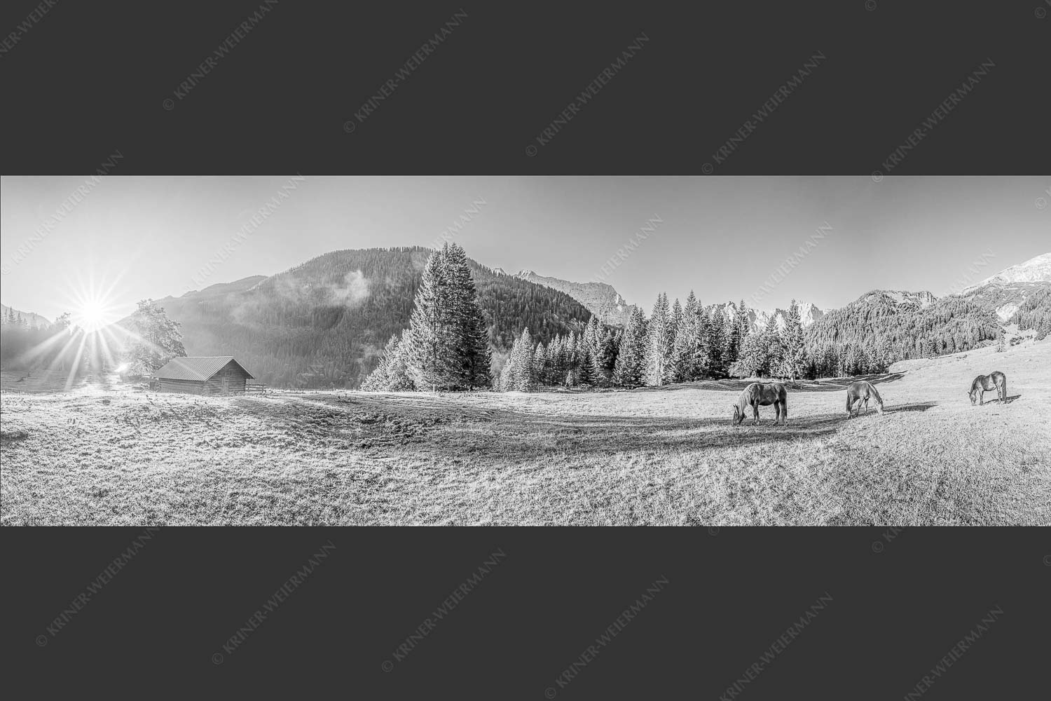 Pferde auf der Brandlealm mit Soiernspitze und Karwendelgebirge - Almharmonie 3:1 sw -- Pferde Brandlealm Karwendel - mehr Infos bei www.Kriner-Weiermann.de
