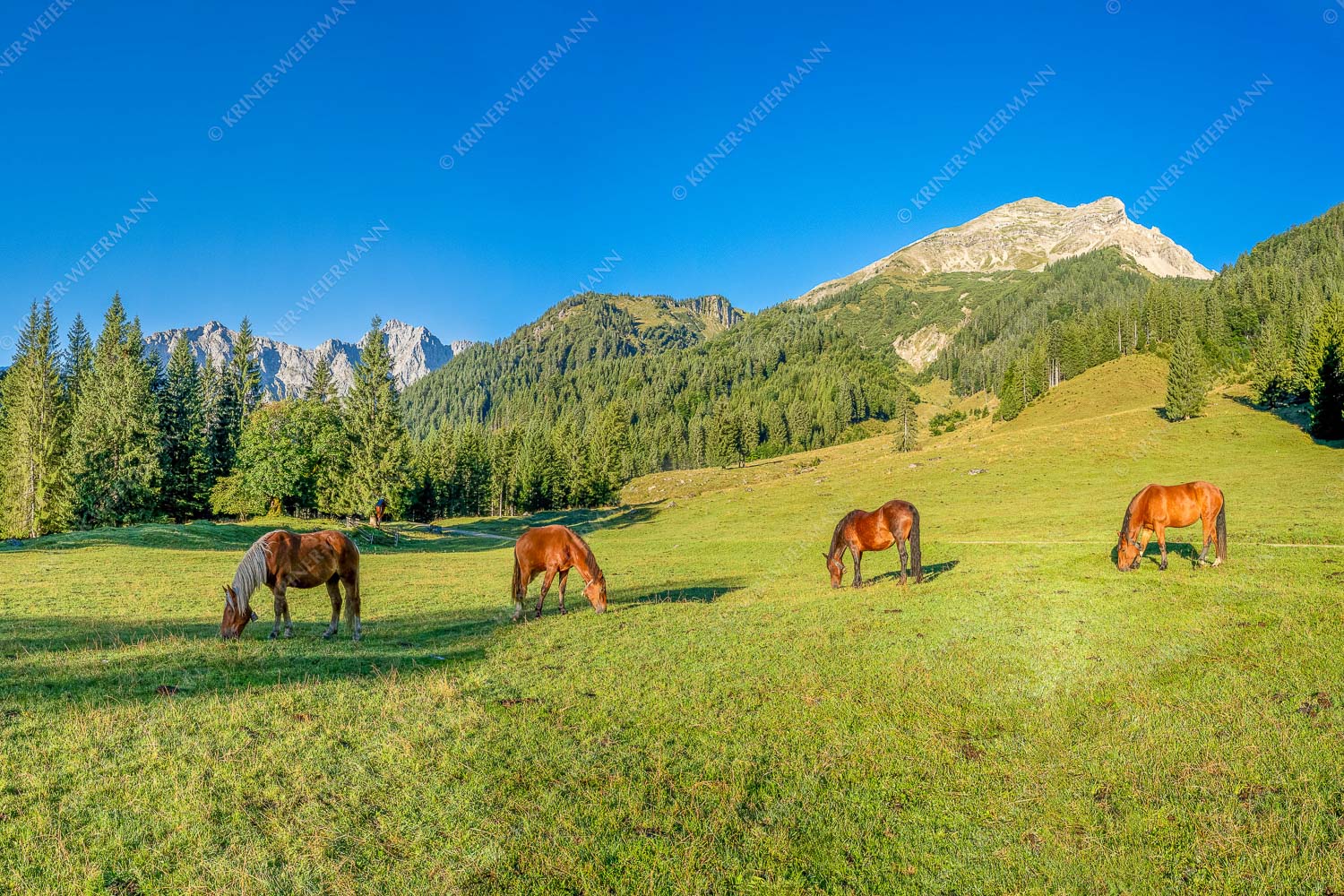 Pferde auf der Brandlealm mit Soiernspitze und Karwendelgebirge - Almharmonie 3:2  -- Pferde Brandlealm Karwendel - mehr Infos bei www.Kriner-Weiermann.de
