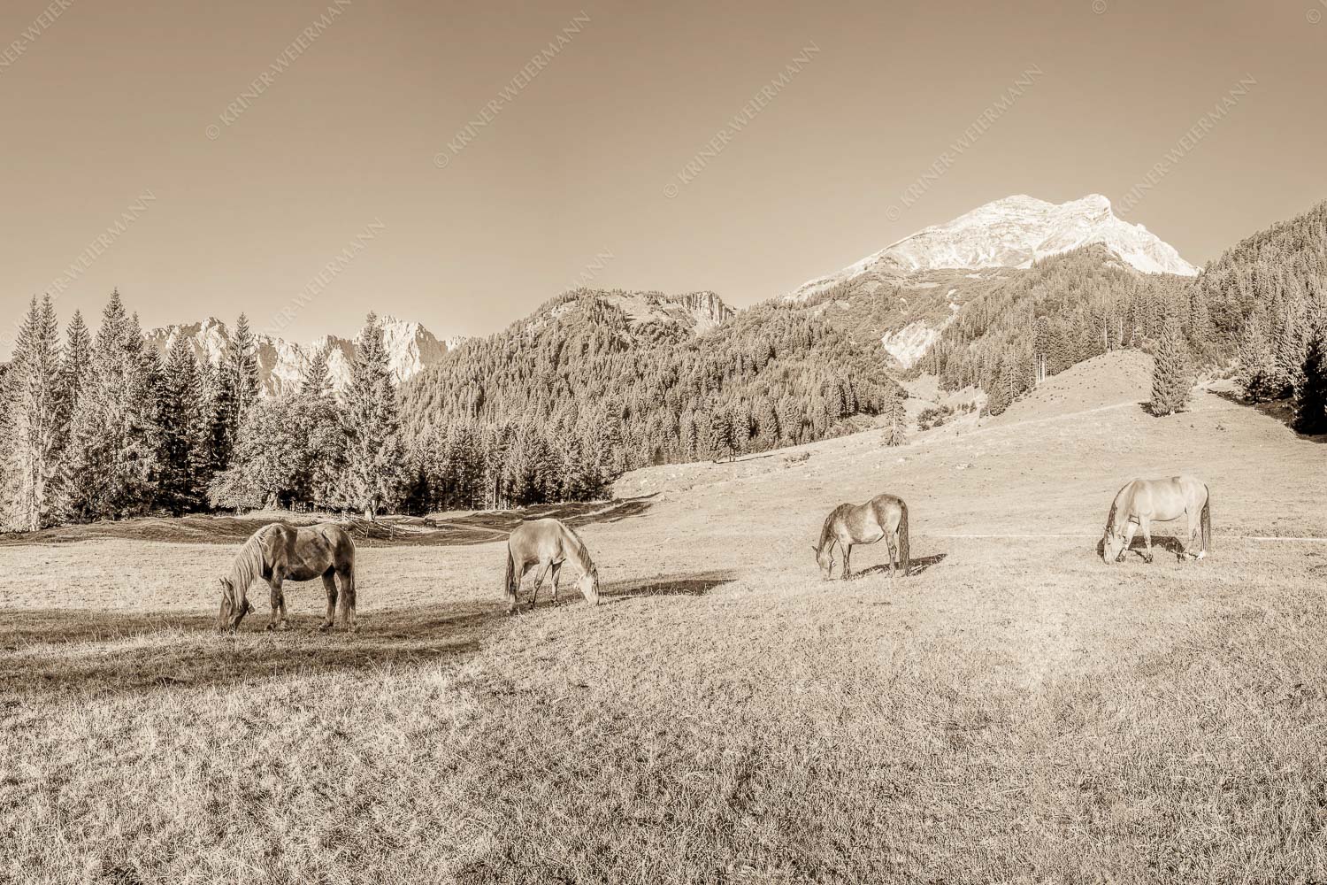 Pferde auf der Brandlealm mit Soiernspitze und Karwendelgebirge - Almharmonie 3:2 sepia -- Pferde Brandlealm Karwendel - mehr Infos bei www.Kriner-Weiermann.de