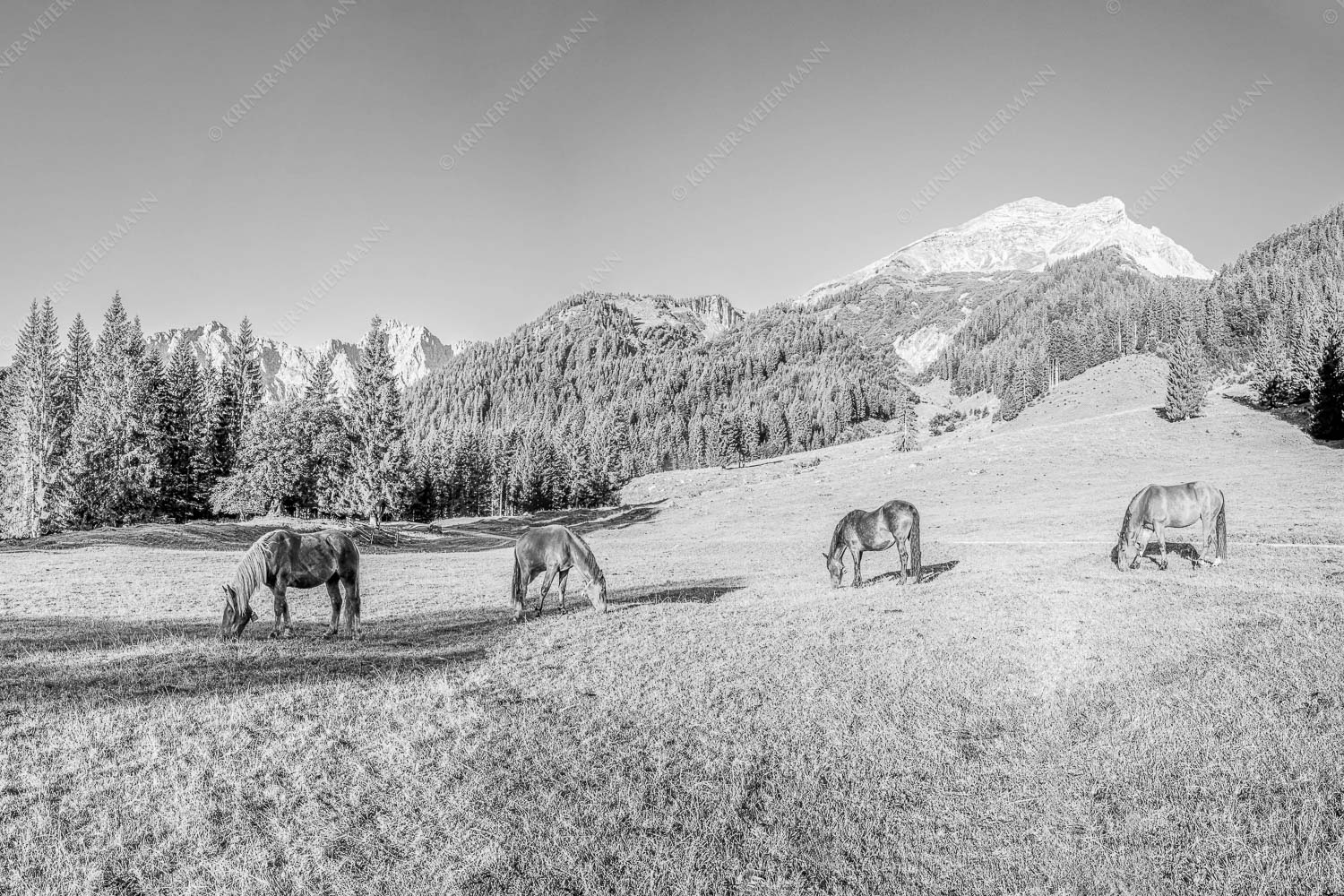 Pferde auf der Brandlealm mit Soiernspitze und Karwendelgebirge - Almharmonie 3:2 sw -- Pferde Brandlealm Karwendel - mehr Infos bei www.Kriner-Weiermann.de