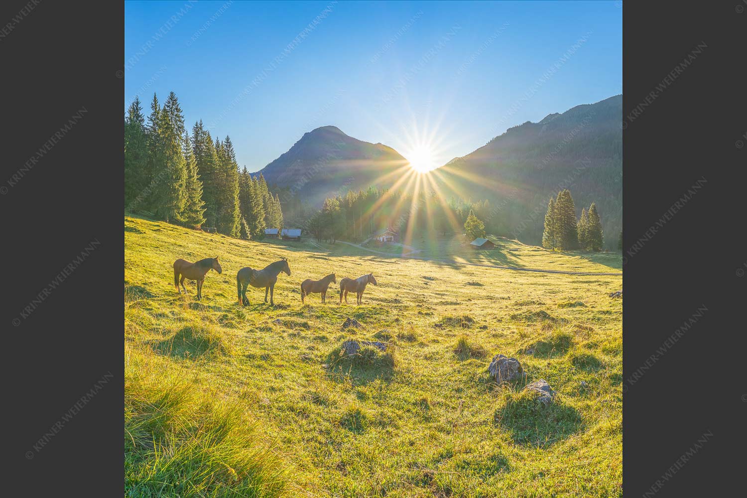 Sonnenaufgang auf der Brandlealm im Karwendelgebirge - Almpferde 1:1  -- Brandlealm - mehr Infos bei www.Kriner-Weiermann.de