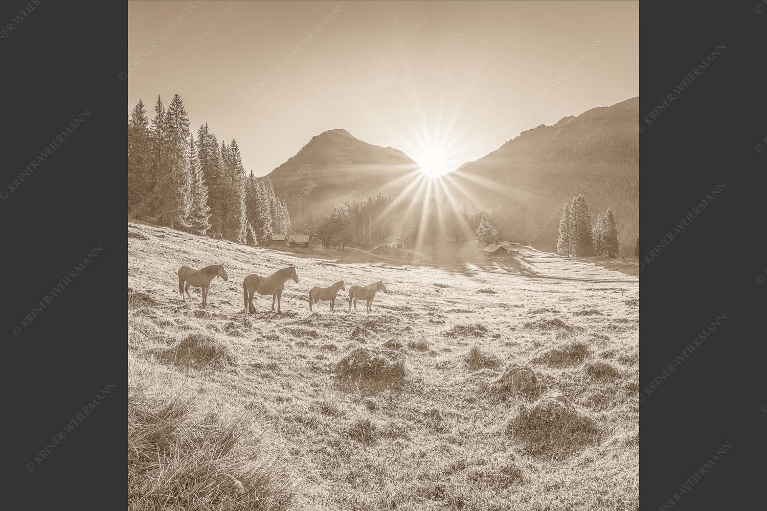 Sonnenaufgang auf der Brandlealm im Karwendelgebirge - Almpferde 1:1 sepia -- Brandlealm - mehr Infos bei www.Kriner-Weiermann.de