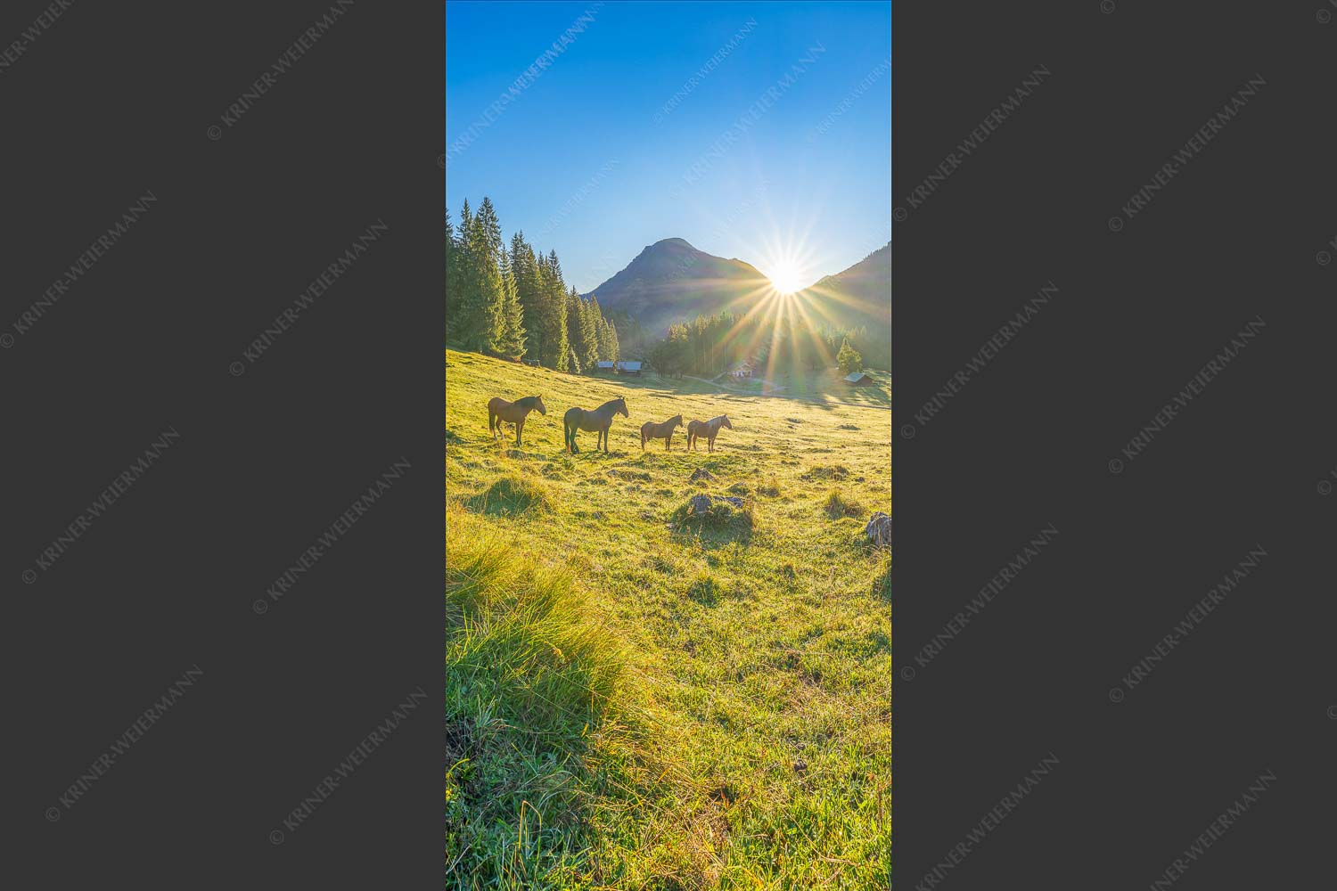 Sonnenaufgang auf der Brandlealm im Karwendelgebirge - Almpferde 1:2  -- Brandlealm - mehr Infos bei www.Kriner-Weiermann.de