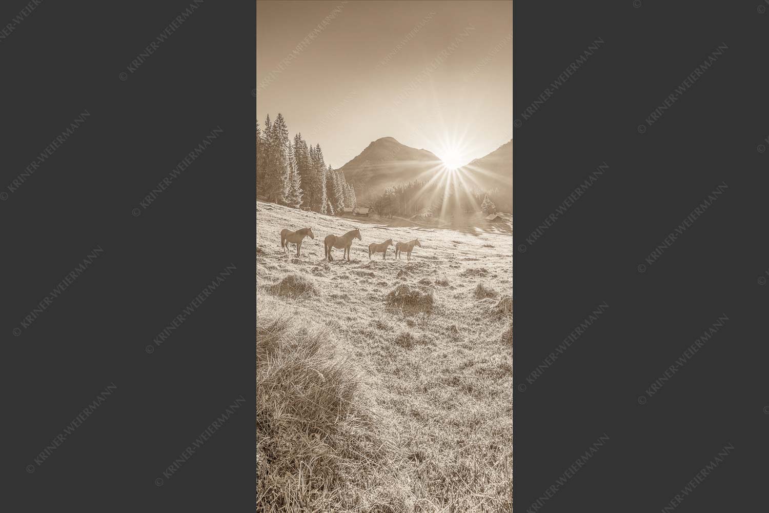 Sonnenaufgang auf der Brandlealm im Karwendelgebirge - Almpferde 1:2 sepia -- Brandlealm - mehr Infos bei www.Kriner-Weiermann.de