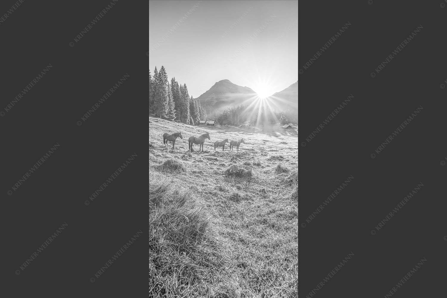 Sonnenaufgang auf der Brandlealm im Karwendelgebirge - Almpferde 1:2 sw -- Brandlealm - mehr Infos bei www.Kriner-Weiermann.de