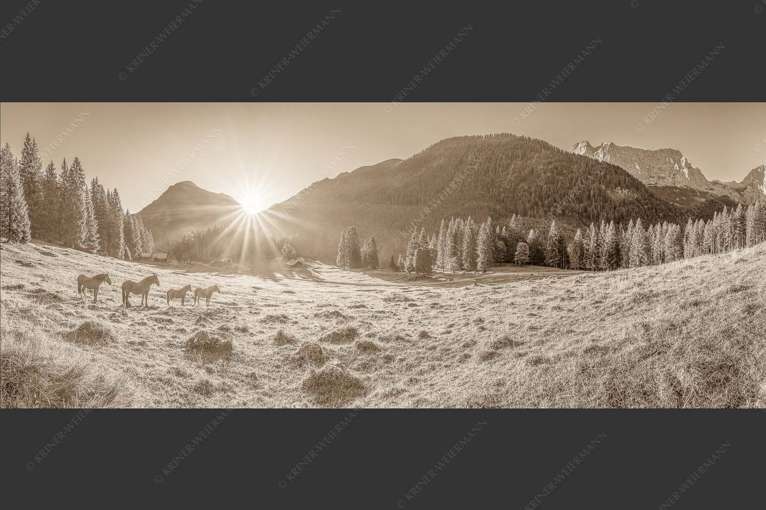 Sonnenaufgang auf der Brandlealm im Karwendelgebirge - Almpferde 2,5:1 sepia -- Brandlealm - mehr Infos bei www.Kriner-Weiermann.de