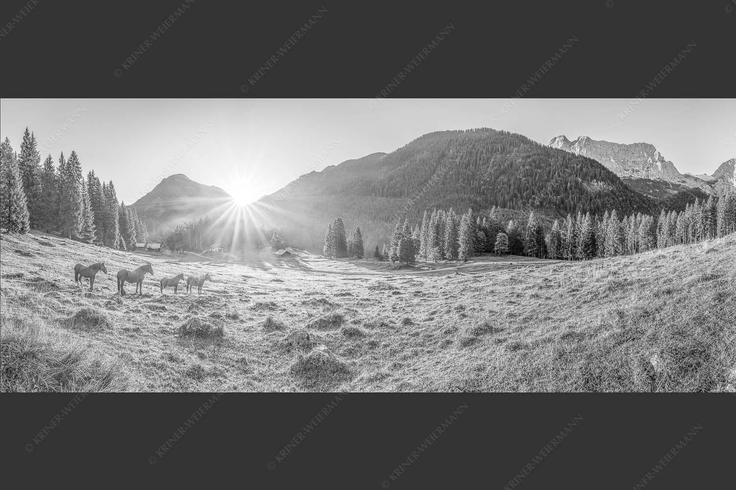 Sonnenaufgang auf der Brandlealm im Karwendelgebirge - Almpferde 2,5:1 sw -- Brandlealm - mehr Infos bei www.Kriner-Weiermann.de