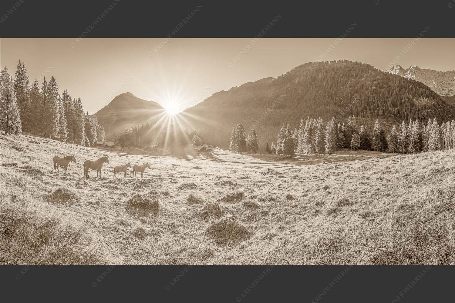 Sonnenaufgang auf der Brandlealm im Karwendelgebirge - Almpferde 2:1 sepia -- Brandlealm - mehr Infos bei www.Kriner-Weiermann.de