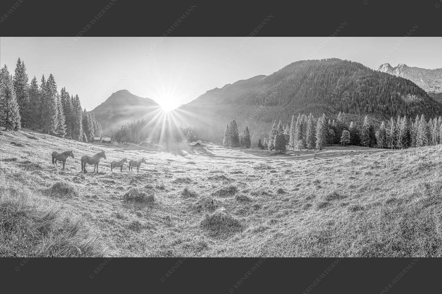 Sonnenaufgang auf der Brandlealm im Karwendelgebirge - Almpferde 2:1 sw -- Brandlealm - mehr Infos bei www.Kriner-Weiermann.de