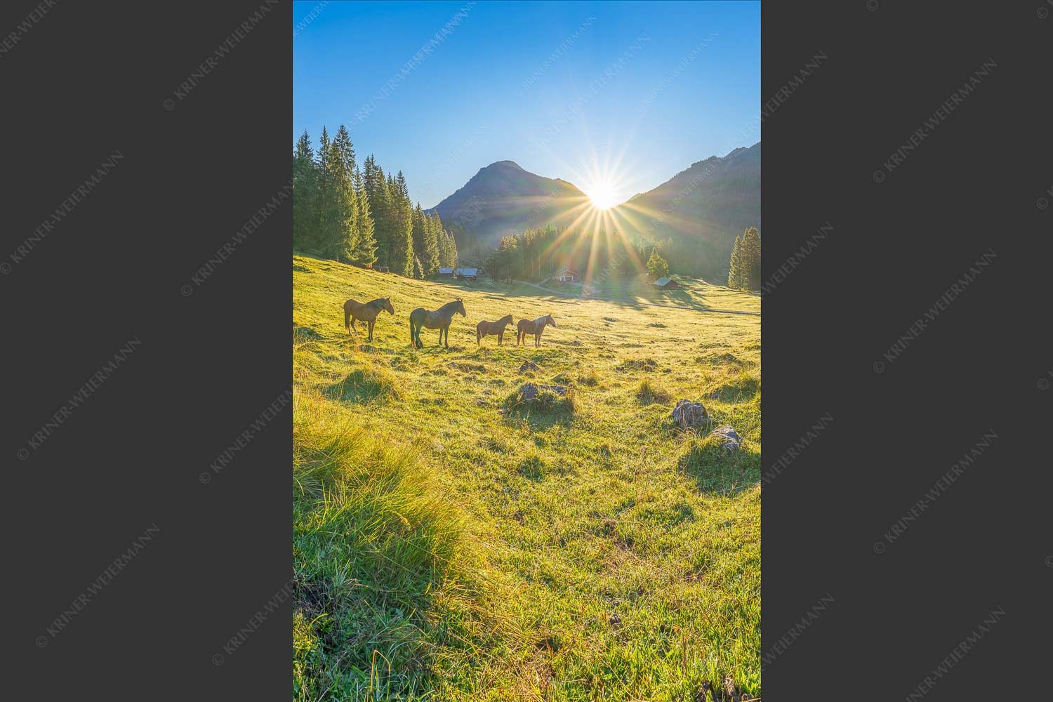Sonnenaufgang auf der Brandlealm im Karwendelgebirge - Almpferde 2:3  -- Brandlealm - mehr Infos bei www.Kriner-Weiermann.de