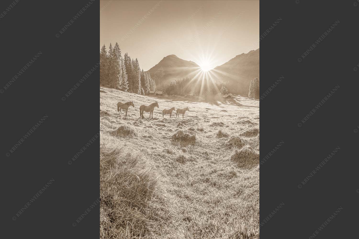 Sonnenaufgang auf der Brandlealm im Karwendelgebirge - Almpferde 2:3 sepia -- Brandlealm - mehr Infos bei www.Kriner-Weiermann.de