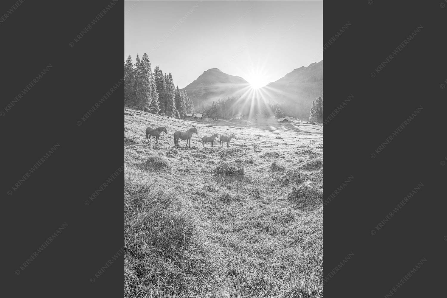 Sonnenaufgang auf der Brandlealm im Karwendelgebirge - Almpferde 2:3 sw -- Brandlealm - mehr Infos bei www.Kriner-Weiermann.de