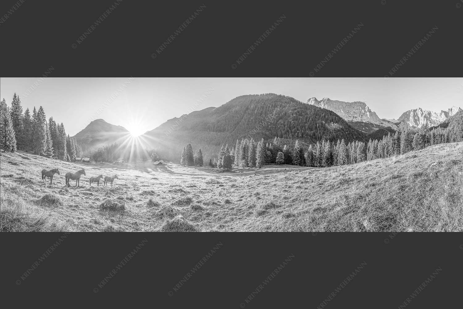 Sonnenaufgang auf der Brandlealm im Karwendelgebirge - Almpferde 3:1 sw -- Brandlealm - mehr Infos bei www.Kriner-Weiermann.de