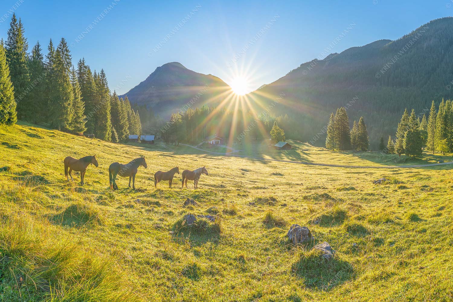 Sonnenaufgang auf der Brandlealm im Karwendelgebirge - Almpferde 3:2  -- Brandlealm - mehr Infos bei www.Kriner-Weiermann.de