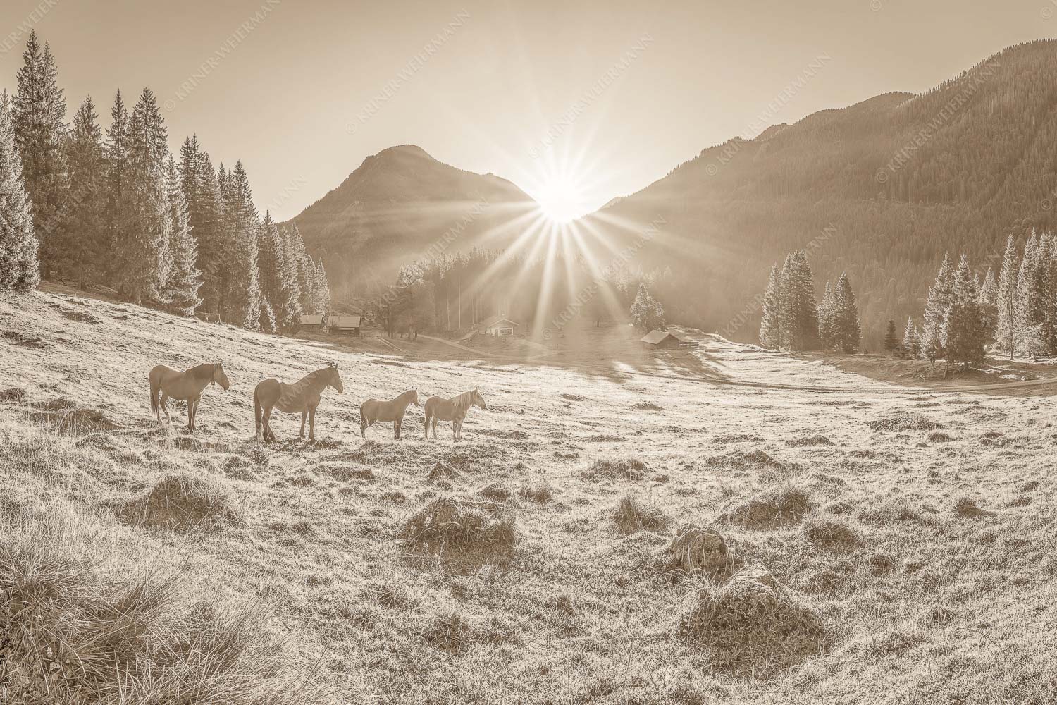 Sonnenaufgang auf der Brandlealm im Karwendelgebirge - Almpferde 3:2 sepia -- Brandlealm - mehr Infos bei www.Kriner-Weiermann.de