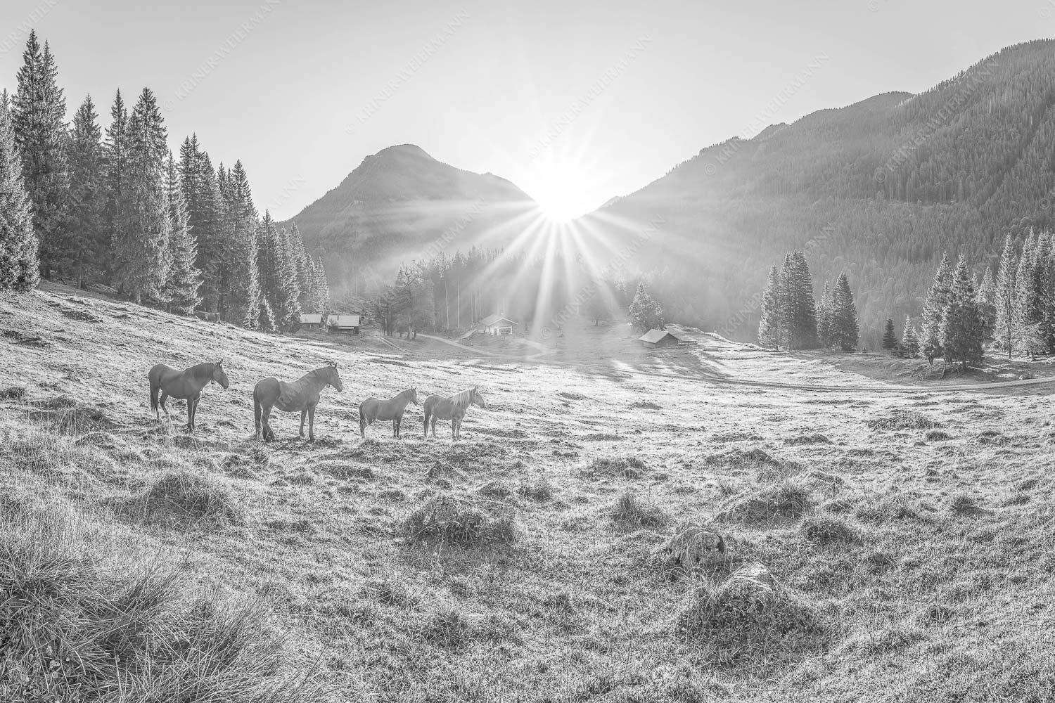 Sonnenaufgang auf der Brandlealm im Karwendelgebirge - Almpferde 3:2 sw -- Brandlealm - mehr Infos bei www.Kriner-Weiermann.de