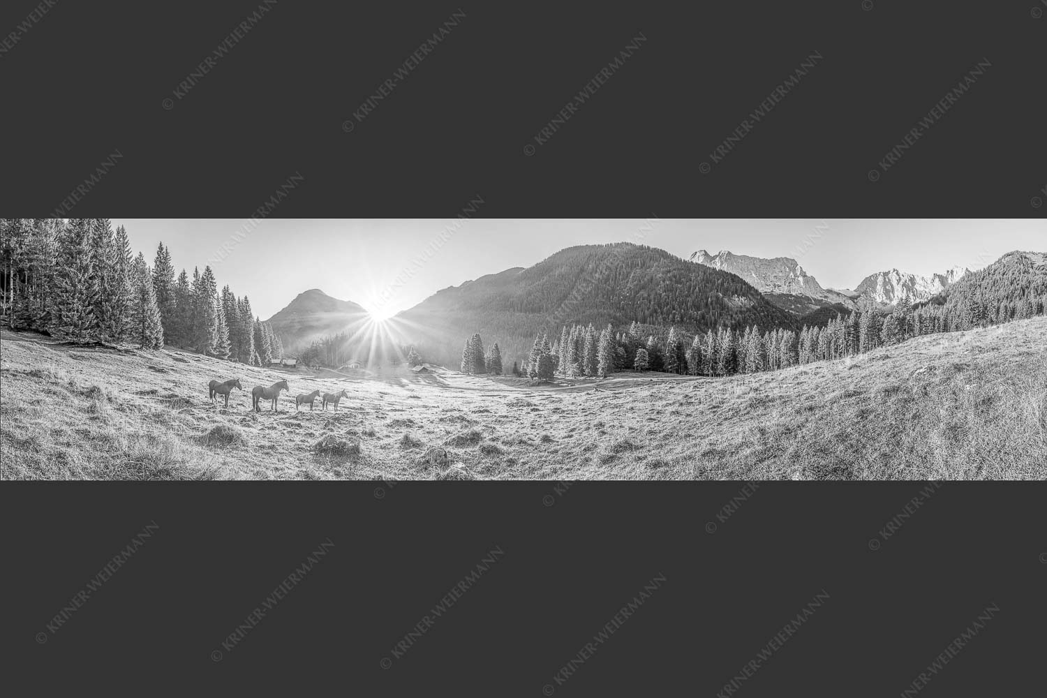 Sonnenaufgang auf der Brandlealm im Karwendelgebirge - Almpferde 4:1 sw -- Brandlealm - mehr Infos bei www.Kriner-Weiermann.de