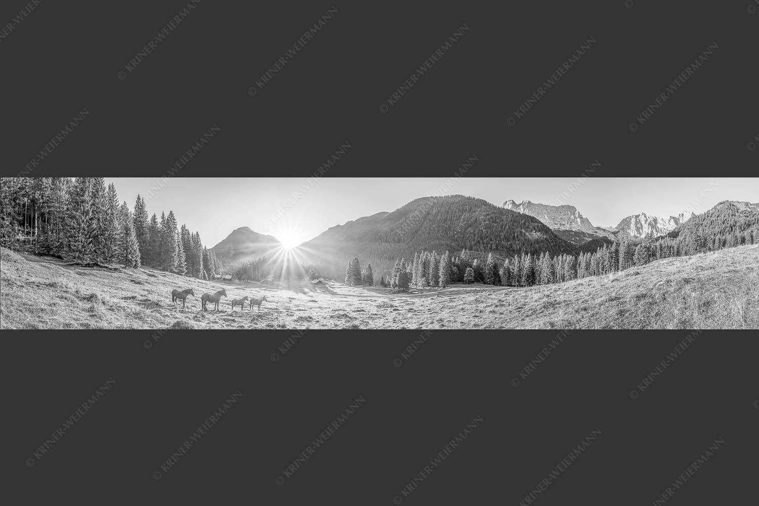 Sonnenaufgang auf der Brandlealm im Karwendelgebirge - Almpferde 5:1 sw -- Brandlealm - mehr Infos bei www.Kriner-Weiermann.de