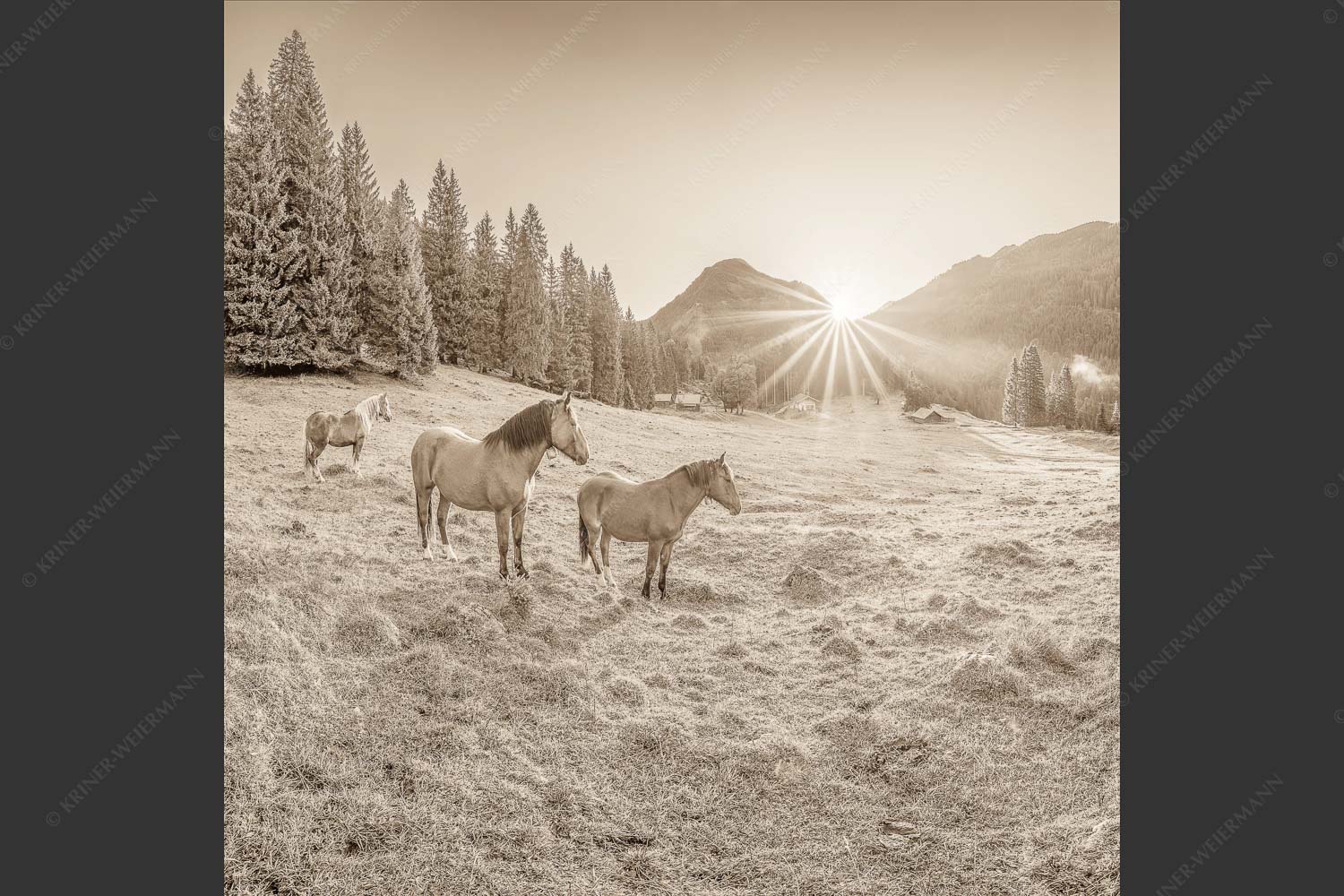 Sonnenaufgang auf der Brandlealm im Karwendelgebirge - Almpferde II 1:1 sepia -- Brandlealm Pferde Karwendel - mehr Infos bei www.Kriner-Weiermann.de