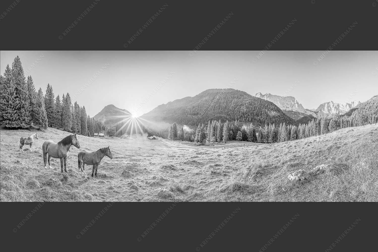 Sonnenaufgang auf der Brandlealm im Karwendelgebirge - Almpferde II 2,5:1 sw -- Brandlealm Pferde Karwendel - mehr Infos bei www.Kriner-Weiermann.de