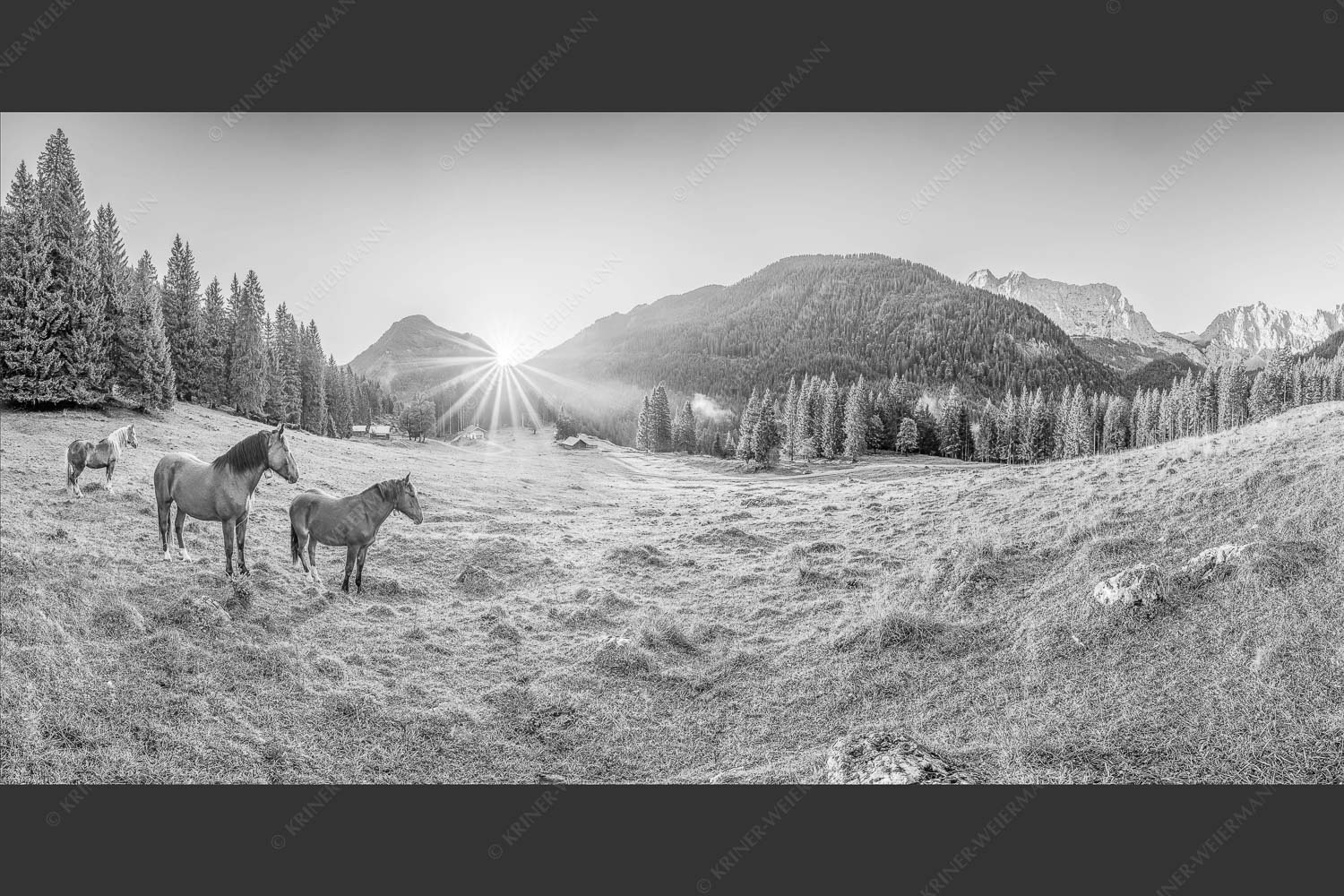 Sonnenaufgang auf der Brandlealm im Karwendelgebirge - Almpferde II 2:1 sw -- Brandlealm Pferde Karwendel - mehr Infos bei www.Kriner-Weiermann.de