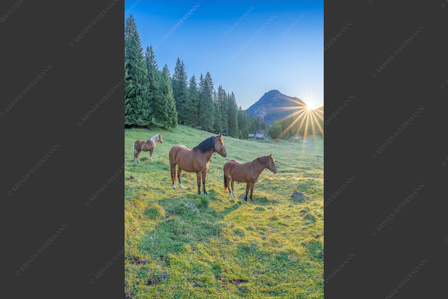 Sonnenaufgang auf der Brandlealm im Karwendelgebirge - Almpferde II 2:3  -- Brandlealm Pferde Karwendel - mehr Infos bei www.Kriner-Weiermann.de