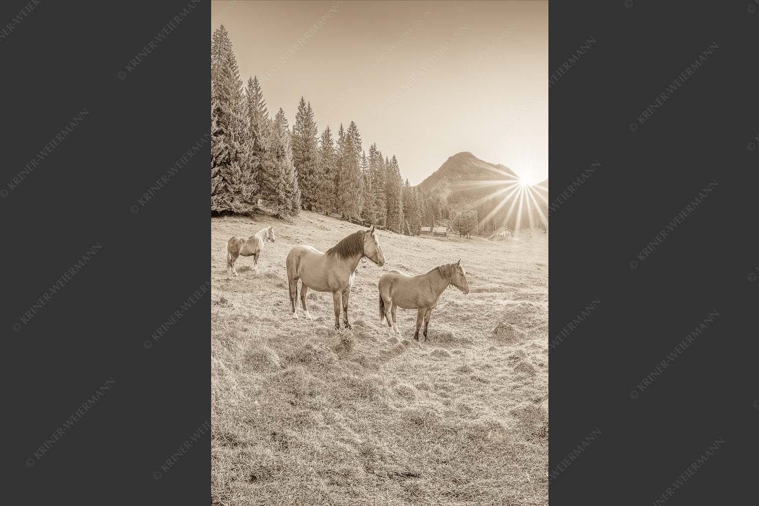 Sonnenaufgang auf der Brandlealm im Karwendelgebirge - Almpferde II 2:3 sepia -- Brandlealm Pferde Karwendel - mehr Infos bei www.Kriner-Weiermann.de