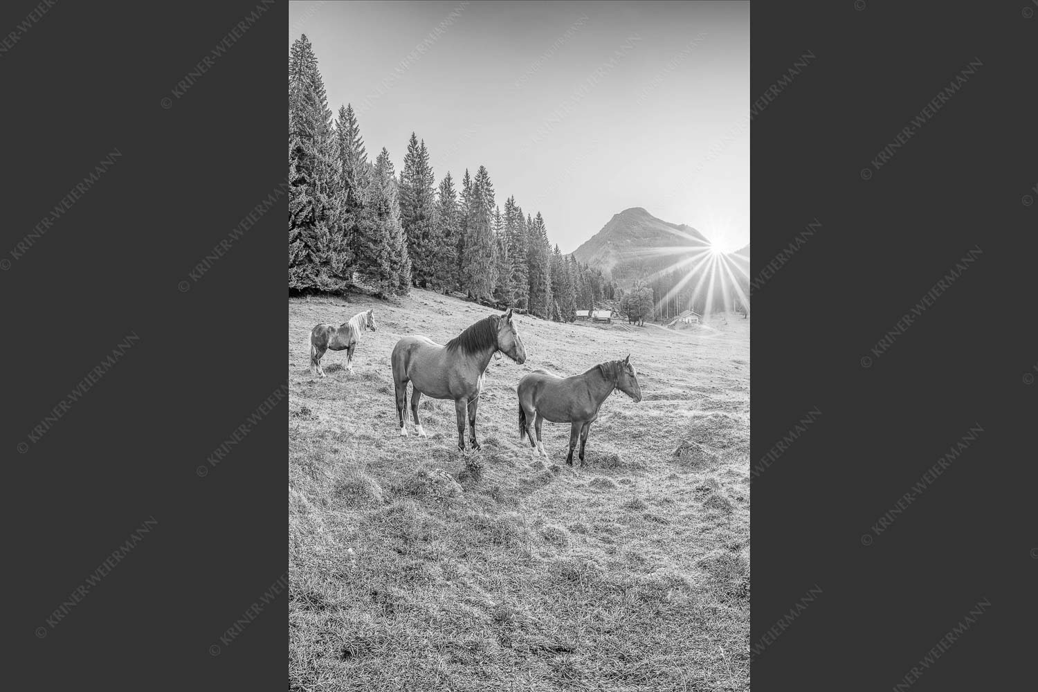 Sonnenaufgang auf der Brandlealm im Karwendelgebirge - Almpferde II 2:3 sw -- Brandlealm Pferde Karwendel - mehr Infos bei www.Kriner-Weiermann.de