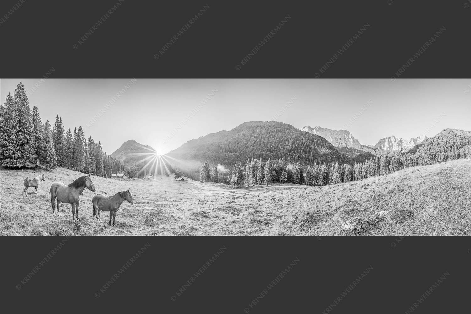 Sonnenaufgang auf der Brandlealm im Karwendelgebirge - Almpferde II 3:1 sw -- Brandlealm Pferde Karwendel - mehr Infos bei www.Kriner-Weiermann.de